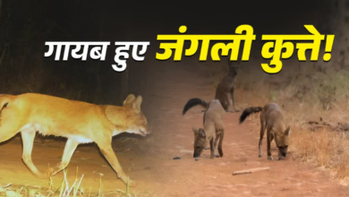 उत्तराखंड के फॉरेस्ट से गायब हुए वाइल्ड डॉग, जानिए ये कितने महत्वपूर्ण, क्यों बढ़ी चिंता