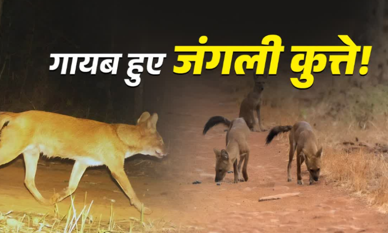 उत्तराखंड के फॉरेस्ट से गायब हुए वाइल्ड डॉग, जानिए ये कितने महत्वपूर्ण, क्यों बढ़ी चिंता उत्तराखंड के फॉरेस्ट से गायब हुए वाइल्ड डॉग, जानिए ये कितने महत्वपूर्ण, क्यों बढ़ी चिंता