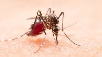 Dehradun: जिले में एक माह में मिले 10 डेंगू पॉजिटिव, स्वास्थ्य विभाग ने एहतियात बरतते हुए जारी की एडवाइजरी