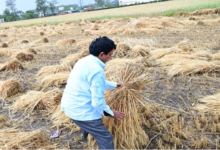 Uk: बेमौसमी बारिश ने तैयार गेहूं की फसल को भारी नुकसान पहुंचाया, किसानों की मेहनत पर फिरा पानी