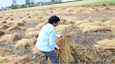 Uk: बेमौसमी बारिश ने तैयार गेहूं की फसल को भारी नुकसान पहुंचाया, किसानों की मेहनत पर फिरा पानी