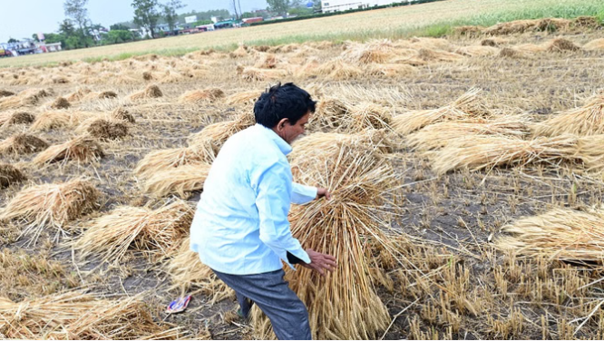 Uk: बेमौसमी बारिश ने तैयार गेहूं की फसल को भारी नुकसान पहुंचाया, किसानों की मेहनत पर फिरा पानी
