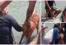 गंगा में कुत्ता नहलाने को लेकर हंगामा, विरोध करने पर उल्टा उलझने लगी महिला यात्री, तीर्थ पुरोहितों ने की निंदा