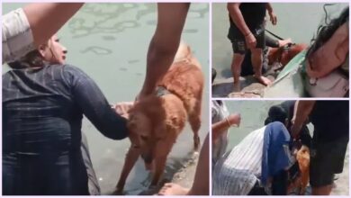 गंगा में कुत्ता नहलाने को लेकर हंगामा, विरोध करने पर उल्टा उलझने लगी महिला यात्री, तीर्थ पुरोहितों ने की निंदा