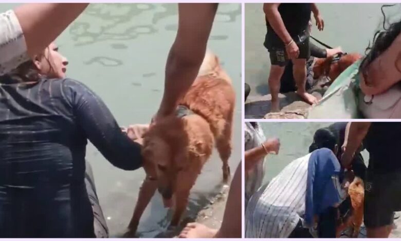 गंगा में कुत्ता नहलाने को लेकर हंगामा, विरोध करने पर उल्टा उलझने लगी महिला यात्री, तीर्थ पुरोहितों ने की निंदा