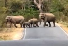 हरिद्वार चीला रेंज में सैलानियों को दिखा हाथियों का झुंड, नजदीकी से किया दीदार