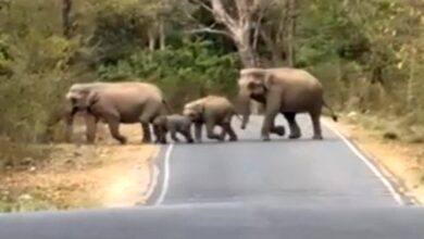 हरिद्वार चीला रेंज में सैलानियों को दिखा हाथियों का झुंड, नजदीकी से किया दीदार