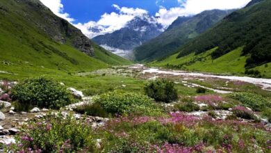 उत्तराखंड: एक जून से सैलानी कर सकेंगे वैली ऑफ फ्लावर का दीदार, तैयारियां तेज