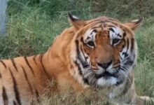 हरिद्वार बाघ शिकार मामला: वन विभाग को मिली मुख्य आरोपी आमिर हमजा की रिमांड, तीन दिन तक होगी पूछताछ