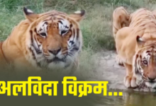 3 वनकर्मियों को मारा, फिर हुई 8 साल की कैद, सबसे खूंखार ‘विक्रम’ की ये है स्टोरी