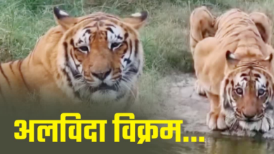 3 वनकर्मियों को मारा, फिर हुई 8 साल की कैद, सबसे खूंखार ‘विक्रम’ की ये है स्टोरी