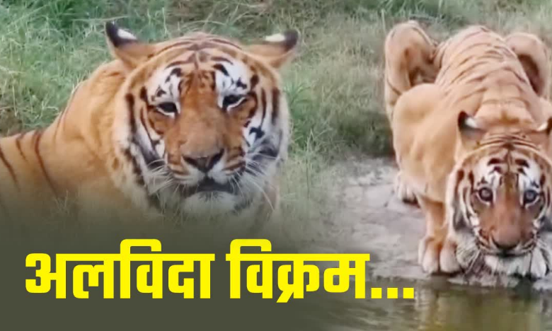 3 वनकर्मियों को मारा, फिर हुई 8 साल की कैद, सबसे खूंखार ‘विक्रम’ की ये है स्टोरी