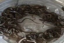 हरिद्वार में पानी की टंकी में निकले 27 सांप, ग्रामीणों के उड़े होश, वन विभाग ने किया रेस्क्यू