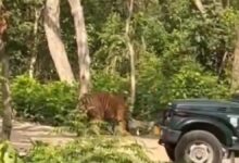 सैलानियों को टाइगर की माद में ले गया जिप्सी चालक, बीजेपी नेता के वीडियो साझा करने के बाद हुई कार्रवाई