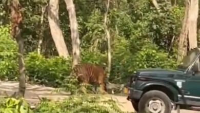 सैलानियों को टाइगर की माद में ले गया जिप्सी चालक, बीजेपी नेता के वीडियो साझा करने के बाद हुई कार्रवाई
