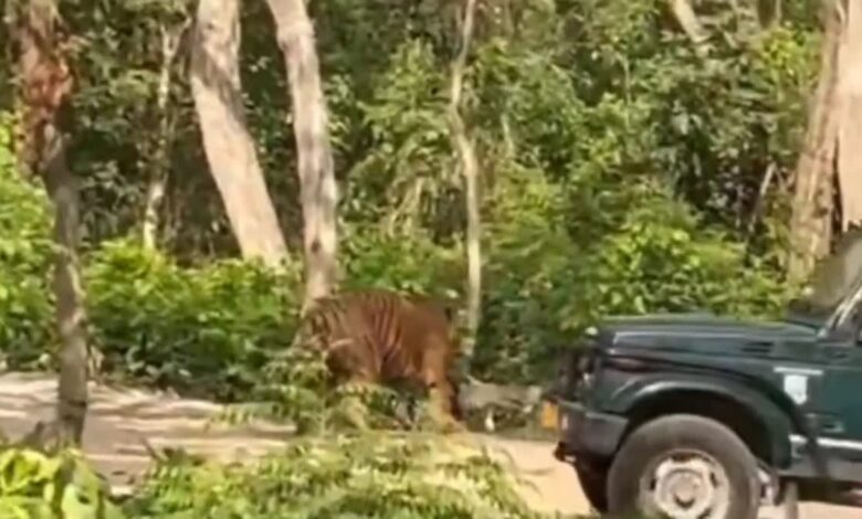 सैलानियों को टाइगर की माद में ले गया जिप्सी चालक, बीजेपी नेता के वीडियो साझा करने के बाद हुई कार्रवाई