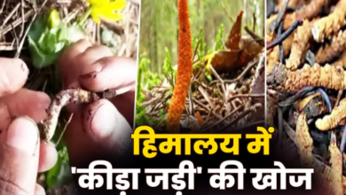 उत्तराखंड में चमत्कारी जड़ी की खोज में निकले हजारों लोग, ₹20 लाख प्रति किलो बिकती है ‘हिमालयन वियाग्रा’