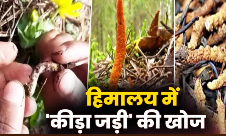 उत्तराखंड में चमत्कारी जड़ी की खोज में निकले हजारों लोग, ₹20 लाख प्रति किलो बिकती है ‘हिमालयन वियाग्रा’