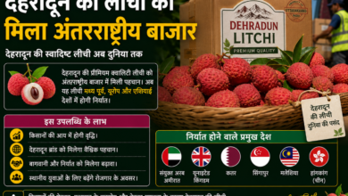 देहरादून की लीची को मिला अंतरराष्ट्रीय बाजार
