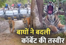 International Tiger Day: बाघों ने बदली कॉर्बेट की तस्वीर, पर्यटन से रोजगार तक बढ़ी रफ्तार