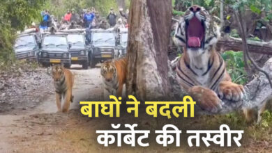 International Tiger Day: बाघों ने बदली कॉर्बेट की तस्वीर, पर्यटन से रोजगार तक बढ़ी रफ्तार