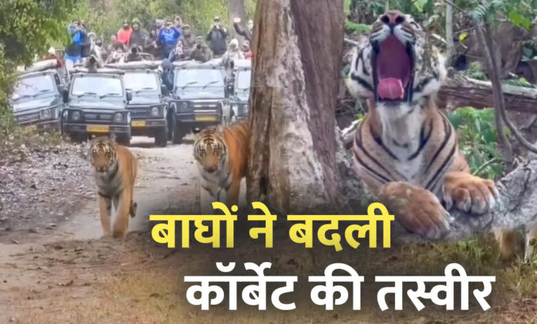 International Tiger Day: बाघों ने बदली कॉर्बेट की तस्वीर, पर्यटन से रोजगार तक बढ़ी रफ्तार