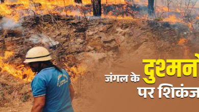 उत्तराखंड में जंगल के दुश्मनों पर ताबड़तोड़ कार्रवाई, चार महीने में 166 मामले दर्ज, आप न करें ये गलती