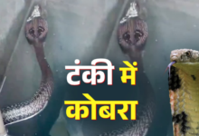 मानसून में रहें सतर्क! हल्द्वानी में पानी की टंकी में मिला ब्लैक कोबरा, मकान मालिक ने दिखाई समझदारी