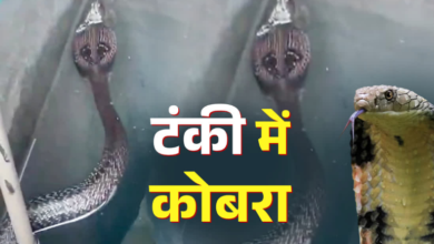 मानसून में रहें सतर्क! हल्द्वानी में पानी की टंकी में मिला ब्लैक कोबरा, मकान मालिक ने दिखाई समझदारी