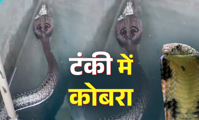 मानसून में रहें सतर्क! हल्द्वानी में पानी की टंकी में मिला ब्लैक कोबरा, मकान मालिक ने दिखाई समझदारी मानसून में रहें सतर्क! हल्द्वानी में पानी की टंकी में मिला ब्लैक कोबरा, मकान मालिक ने दिखाई समझदारी