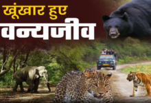 वन्यजीव संघर्ष के लिए बनेगी जनपद स्तरीय कमेटी, पंचायतों की भूमिका को मजबूत करने पर होगा बल