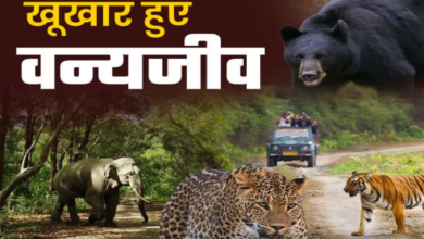 वन्यजीव संघर्ष के लिए बनेगी जनपद स्तरीय कमेटी, पंचायतों की भूमिका को मजबूत करने पर होगा बल