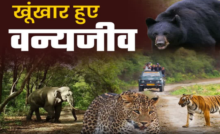 वन्यजीव संघर्ष के लिए बनेगी जनपद स्तरीय कमेटी, पंचायतों की भूमिका को मजबूत करने पर होगा बल वन्यजीव संघर्ष के लिए बनेगी जनपद स्तरीय कमेटी, पंचायतों की भूमिका को मजबूत करने पर होगा बल
