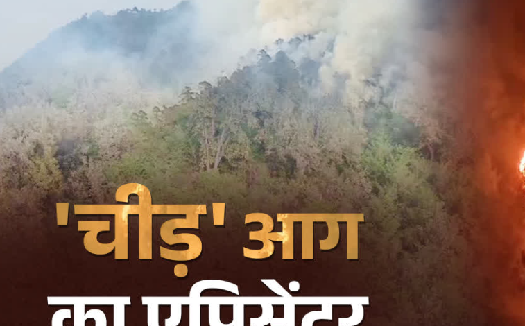 वन विभाग के नए अध्ययन ने खोला जंगलों में आग का राज, चीड़ बना सबसे बड़ा फायर हॉटस्पॉट, मिश्रित वन पर भी संकट