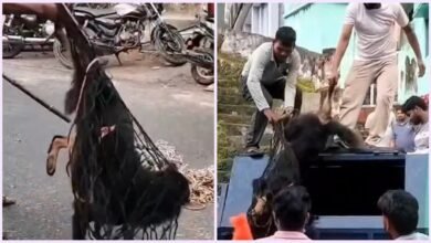 रुद्रप्रयाग-अगस्त्यमुनि में स्ट्रीट डॉग का आतंक, 24 लोगों को काटा, क्षेत्र में दहशत का माहौल