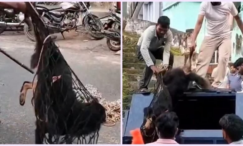 रुद्रप्रयाग-अगस्त्यमुनि में स्ट्रीट डॉग का आतंक, 24 लोगों को काटा, क्षेत्र में दहशत का माहौल