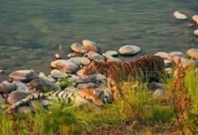 उत्तराखंड टाइगर रिजर्व के लिए जारी फंड नहीं हुआ खर्च, NTCA ने मुख्य सचिव को भेजा पत्र