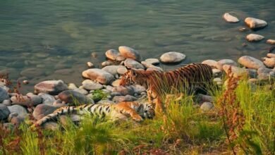 उत्तराखंड टाइगर रिजर्व के लिए जारी फंड नहीं हुआ खर्च, NTCA ने मुख्य सचिव को भेजा पत्र