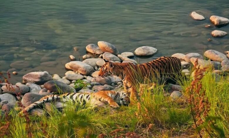 उत्तराखंड टाइगर रिजर्व के लिए जारी फंड नहीं हुआ खर्च, NTCA ने मुख्य सचिव को भेजा पत्र उत्तराखंड टाइगर रिजर्व के लिए जारी फंड नहीं हुआ खर्च, NTCA ने मुख्य सचिव को भेजा पत्र