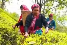उत्तराखंड की ऑर्गेनिक चाय ने बनाई नई पहचान, 1600 हेक्टेयर में विकसित किया चाय बागान, 4200 लोगों को मिला रोजगार