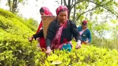उत्तराखंड की ऑर्गेनिक चाय ने बनाई नई पहचान, 1600 हेक्टेयर में विकसित किया चाय बागान, 4200 लोगों को मिला रोजगार