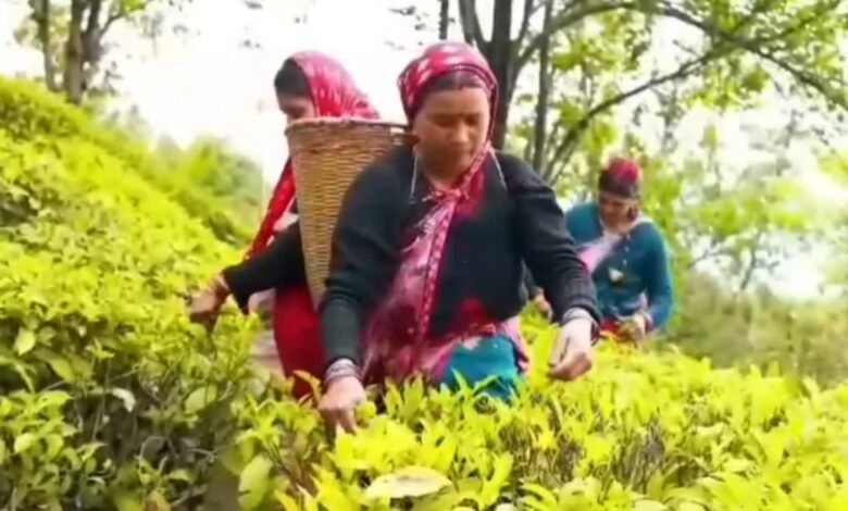 उत्तराखंड की ऑर्गेनिक चाय ने बनाई नई पहचान, 1600 हेक्टेयर में विकसित किया चाय बागान, 4200 लोगों को मिला रोजगार उत्तराखंड की ऑर्गेनिक चाय ने बनाई नई पहचान, 1600 हेक्टेयर में विकसित किया चाय बागान, 4200 लोगों को मिला रोजगार