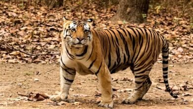 उत्तराखंड: कॉर्बेट फाटो पर्यटन जोन के प्रसिद्ध ‘भोला टाइगर’ ने ली अंतिम सांस, शांत स्वभाव की वजह से पड़ा ये नाम