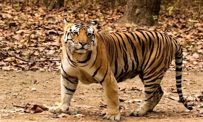 उत्तराखंड: कॉर्बेट फाटो पर्यटन जोन के प्रसिद्ध ‘भोला टाइगर’ ने ली अंतिम सांस, शांत स्वभाव की वजह से पड़ा ये नाम