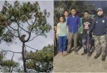 उत्तराखंड में पेड़ पर बैठा दिखा तेंदुआ, ग्रामीणों में दहशत, वन विभाग ने बढ़ाई गश्त