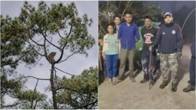 उत्तराखंड में पेड़ पर बैठा दिखा तेंदुआ, ग्रामीणों में दहशत, वन विभाग ने बढ़ाई गश्त