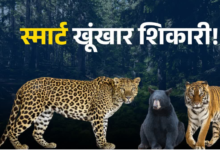 आदमखोरों ने वन विभाग के ‘चक्रव्यूह’ का निकाला तोड़, पिंजरे और बंदूकें दोनों फेल, कैट फैमिली हुई ‘चालाक’