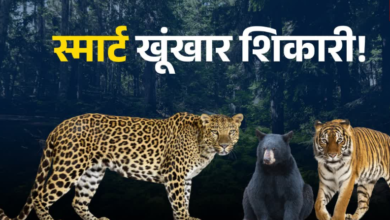 आदमखोरों ने वन विभाग के ‘चक्रव्यूह’ का निकाला तोड़, पिंजरे और बंदूकें दोनों फेल, कैट फैमिली हुई ‘चालाक’