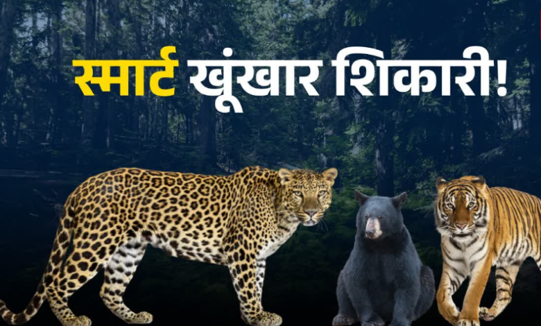 आदमखोरों ने वन विभाग के ‘चक्रव्यूह’ का निकाला तोड़, पिंजरे और बंदूकें दोनों फेल, कैट फैमिली हुई ‘चालाक’