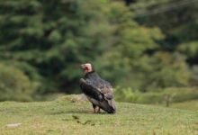उत्तराखंड में दिखा दुर्लभ ‘लाल सिर वाला गिद्ध’, 2650 मीटर की ऊंचाई पर मौजूदगी की दर्ज, जानें क्यों है खास